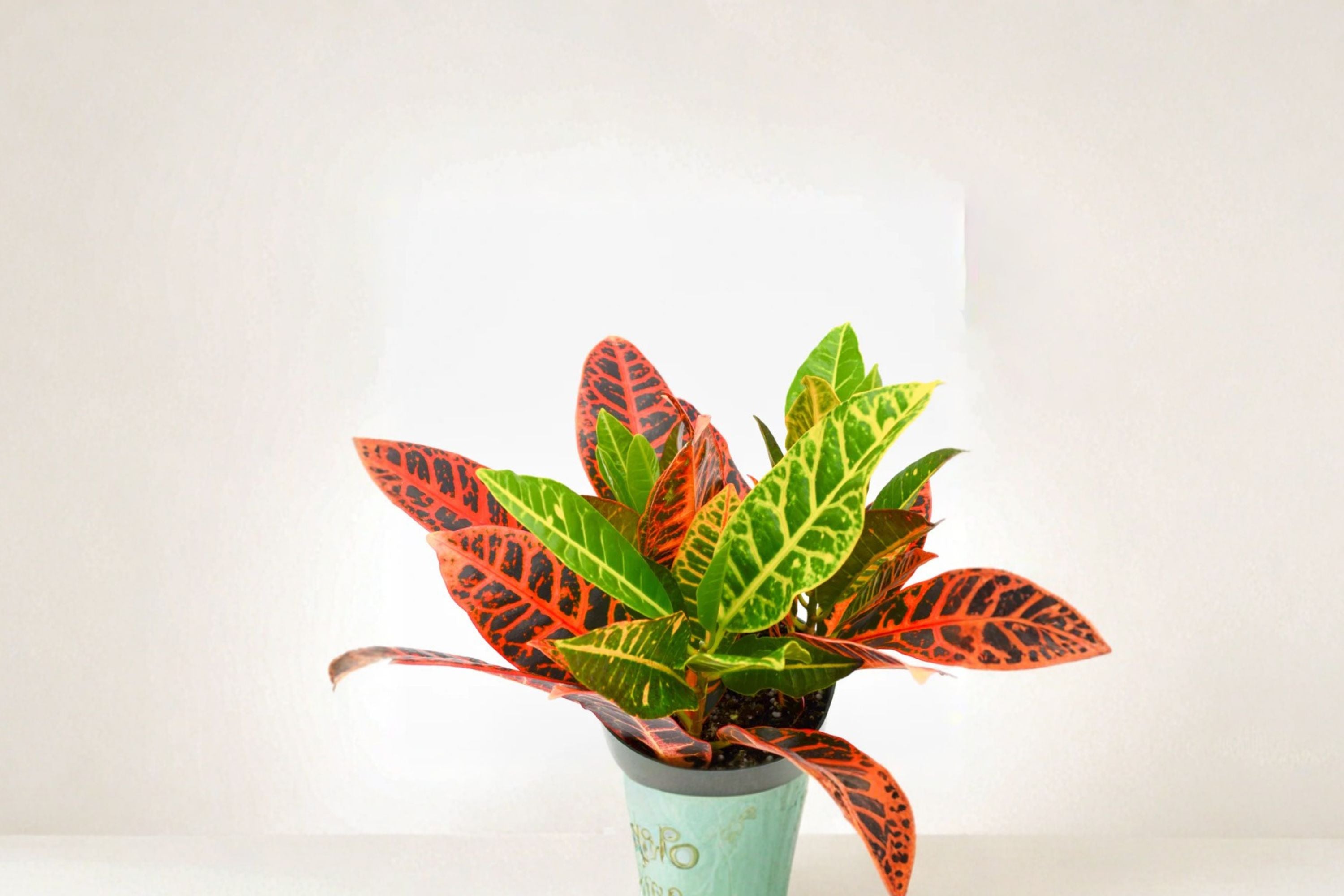 Croton Cocktail Plant (Pack of 2) – Colorful Tropical Houseplant – Codiaeum Variegatum – Live Indoor Plant – Vibrant Foliage