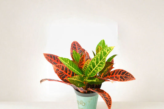 Croton Cocktail Plant (Pack of 2) – Colorful Tropical Houseplant – Codiaeum Variegatum – Live Indoor Plant – Vibrant Foliage