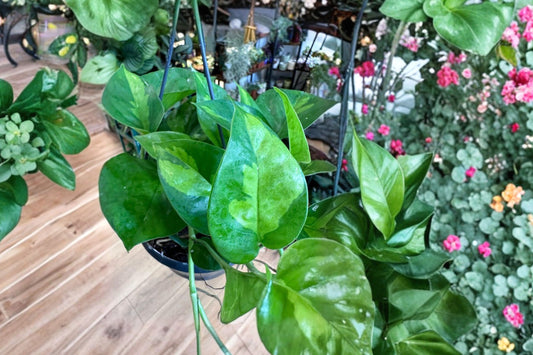 Global Green Pothos (2 Pack) – Epipremnum Aureum – Rare Variegated Pothos – Easy Care Trailing Houseplant – Live Indoor Plant