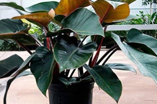 Philodendron Red Congo – Burgundy Foliage Plant – Self Heading Philodendron – Upright Tropical Houseplant – Easy Care Indoor Plant