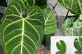 Anthurium Regale (Pack of 2) Live Plants – Rare Velvet Leaf Aroid – Tropical Indoor Houseplant – Collector Plant – Exotic Foliage
