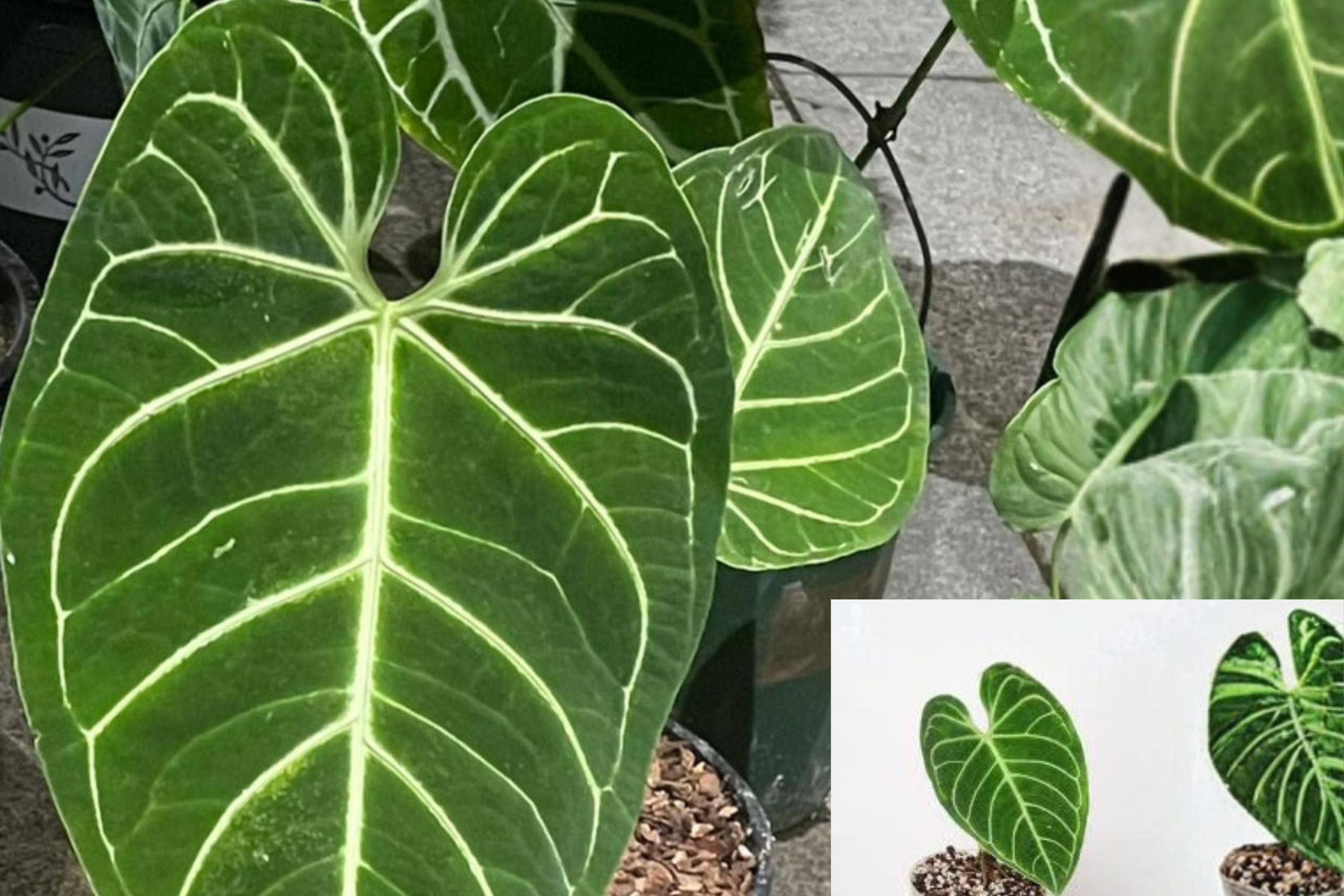 Anthurium Regale (Pack of 2) Live Plants – Rare Velvet Leaf Aroid – Tropical Indoor Houseplant – Collector Plant – Exotic Foliage