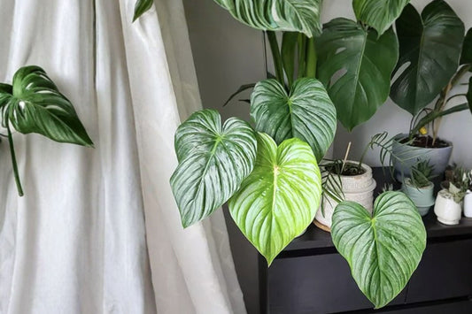 Philodendron Pastazanum Silver Nieve – Rare Variegated Philodendron – Silver Leaf Aroid – Live Tropical Houseplant – Collector Plant