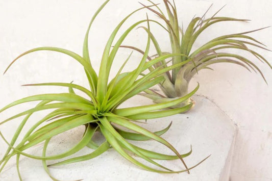 Giant Air Plant 14+ Inches – Extra Large Tillandsia – Live Air Plant – No Soil Houseplant – Statement Indoor Plant – XL Tillandsia