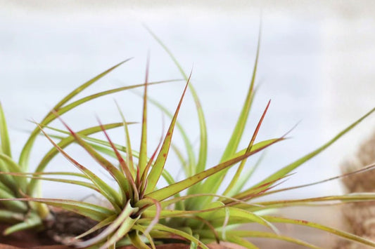Tillandsia ‘Sparkler’ Air Plant 5–7” – Hybrid Air Plant – Blooming Tillandsia – Live Air Plant – Easy Care Indoor Plant – 30 Day Guarantee