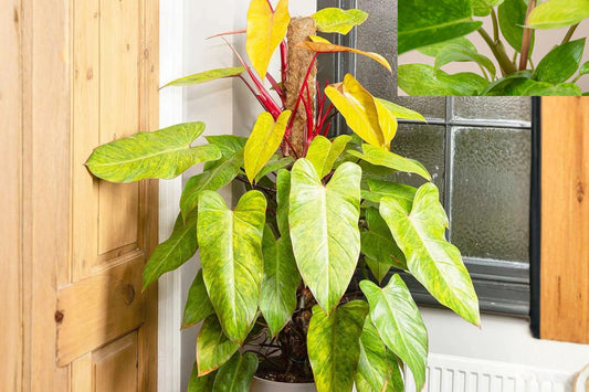 Philodendron Painted Lady – Variegated Philodendron – Rare Climbing Aroid – Tropical Houseplant – Live Indoor Plant – Collector Plant
