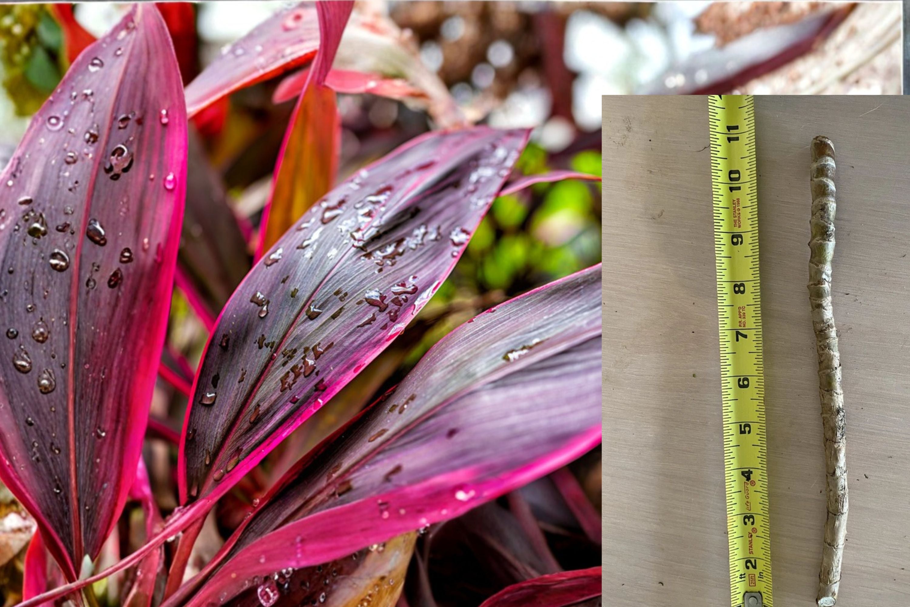Hawaiian Ti Plant Cuttings (8 Pack) – Cordyline Fruticosa – 5–7” Live Cuttings – No Roots – Pink Purple Tropical Plant – Easy Propagation