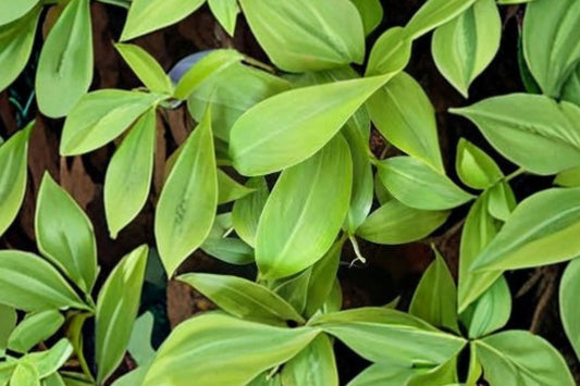 Musa Basjoo Banana Tree – Cold Hardy Banana Plant (Zone 5) – Live Rooted Banana – Fast Growing Tropical Garden Plant – Outdoor Banana