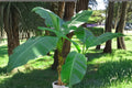 2 Musa Basjoo Banana Plants – Cold Hardy Banana Tree (Zone 5) – Live Rooted Banana Bundle – Fast Growing Tropical Garden Plants