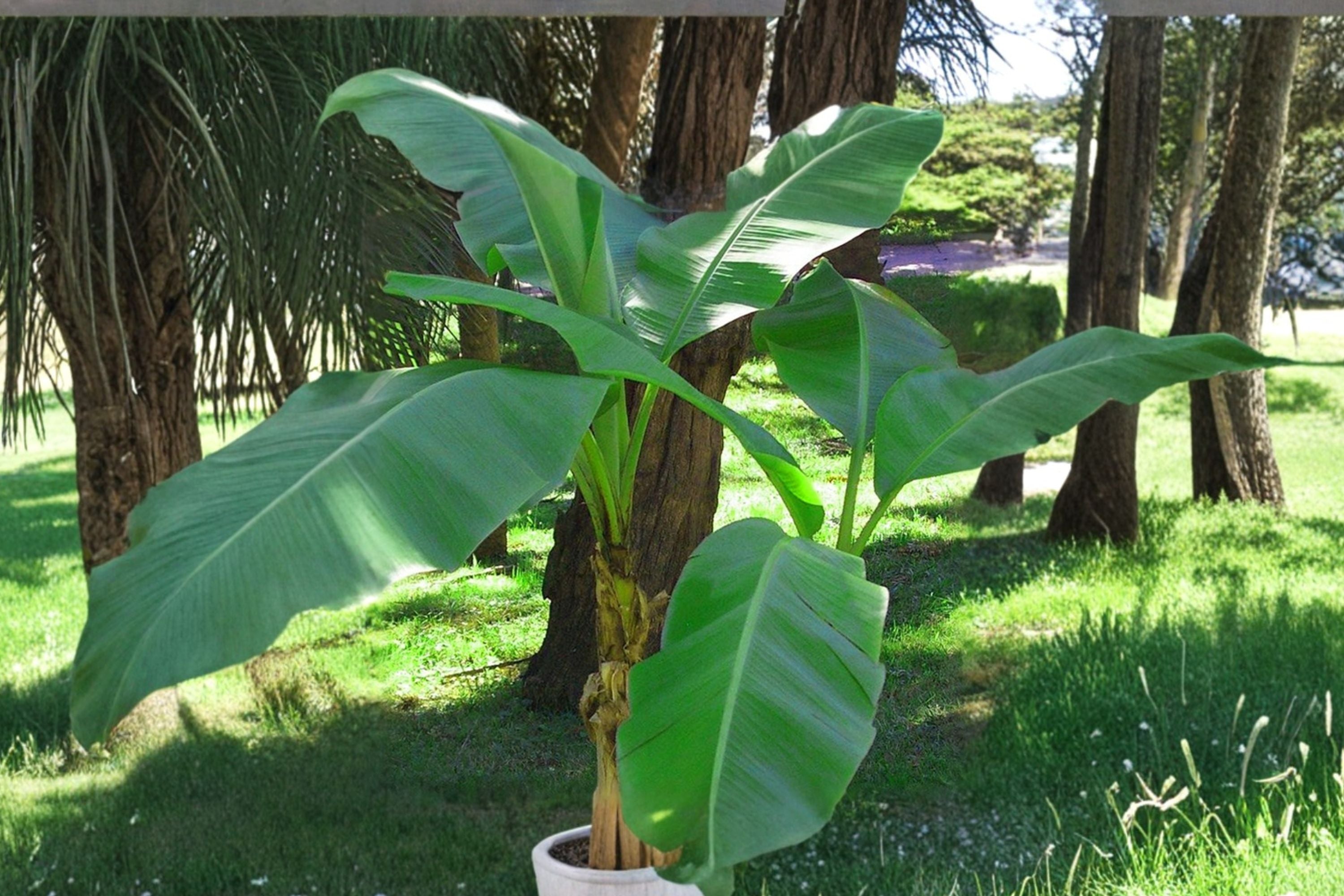 2 Musa Basjoo Banana Plants – Cold Hardy Banana Tree (Zone 5) – Live Rooted Banana Bundle – Fast Growing Tropical Garden Plants