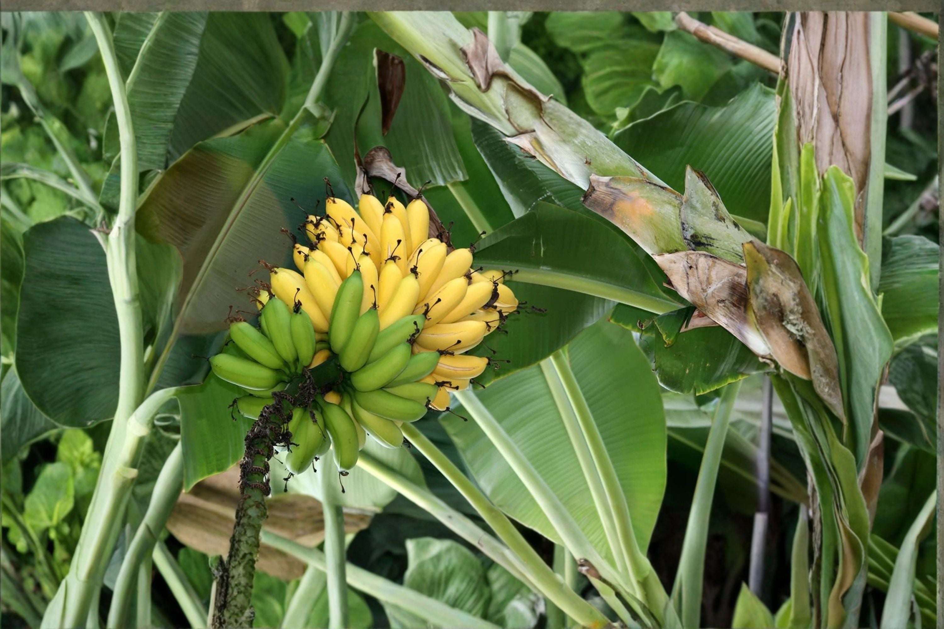 Burro Banana Plant – Live Banana Tree – Sweet Tangy Fruit Plant – Orinoco Type Banana – Tropical Edible Garden Plant