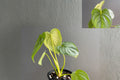 Philodendron Pastazanum Silver (Pack of 2) – Rare Silver Leaf Philodendron – Live Tropical Houseplant – Collector Indoor Plant – Exotic Foliage