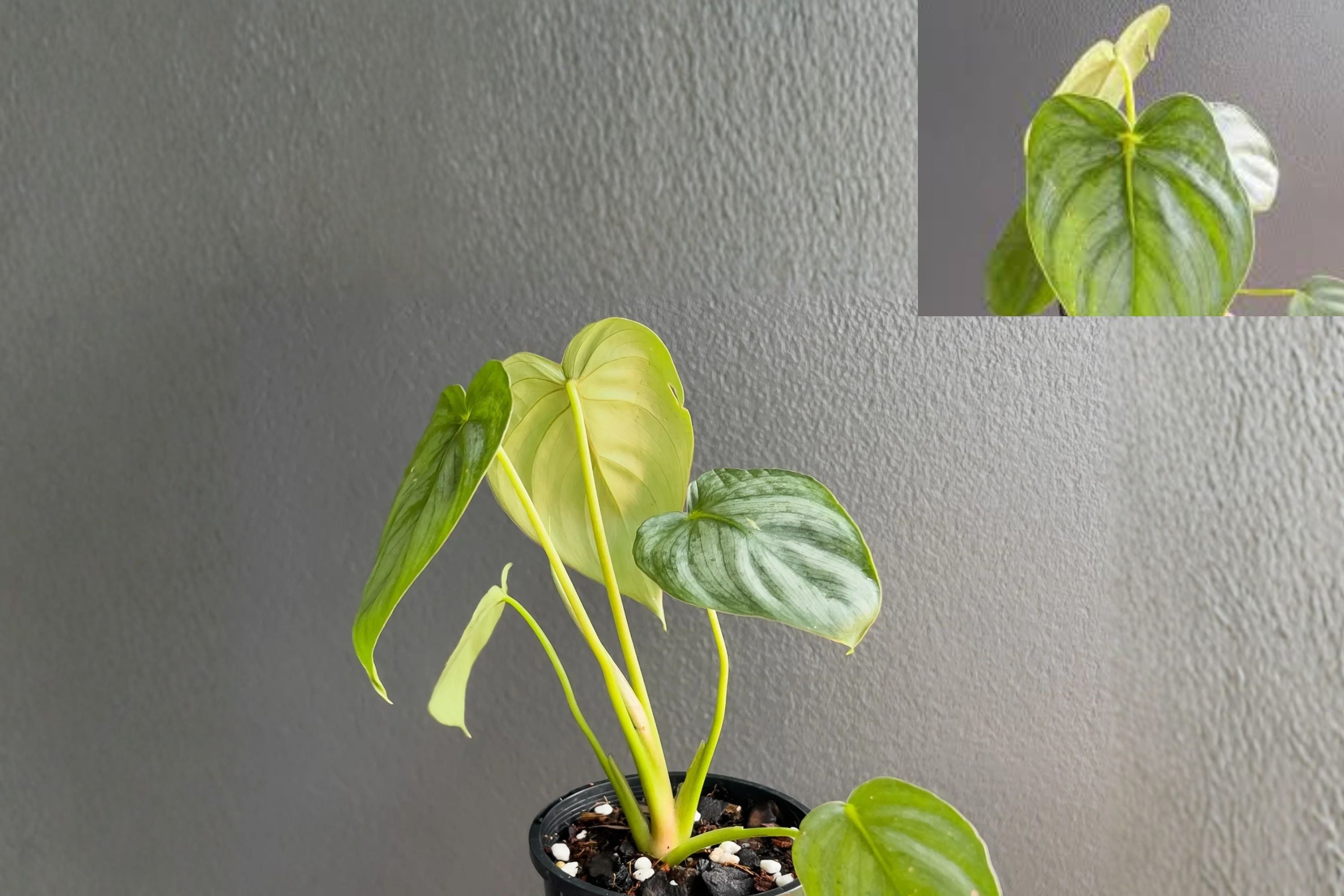 Philodendron Pastazanum Silver (Pack of 2) – Rare Silver Leaf Philodendron – Live Tropical Houseplant – Collector Indoor Plant – Exotic Foliage