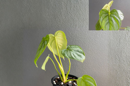 Philodendron Pastazanum Silver (Pack of 2) – Rare Silver Leaf Philodendron – Live Tropical Houseplant – Collector Indoor Plant – Exotic Foliage