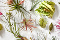 10 Tillandsia Utriculata Air Plants – Florida Native Air Plants – Live Tillandsia Bundle – Easy Care No Soil Plants – Starter Size