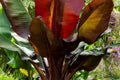 Ensete Maurelii Red Banana Plant – Red Abyssinian Banana Tree – Live Tropical Foliage Plant – Ornamental Banana – Patio & Garden Plant