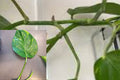 Hawaiian Pothos Cuttings (5 Pack) – Rooted Nodes with Aerial Roots – Golden Pothos Propagation – Devil’s Ivy – Live Plant Cuttings