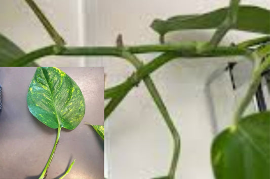Hawaiian Pothos Cuttings (5 Pack) – Rooted Nodes with Aerial Roots – Golden Pothos Propagation – Devil’s Ivy – Live Plant Cuttings