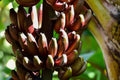 Cuban Red Banana Plant – Red Dacca Banana Tree – Live Tropical Fruit Plant – Sweet Red Banana – Exotic Edible Garden Plant