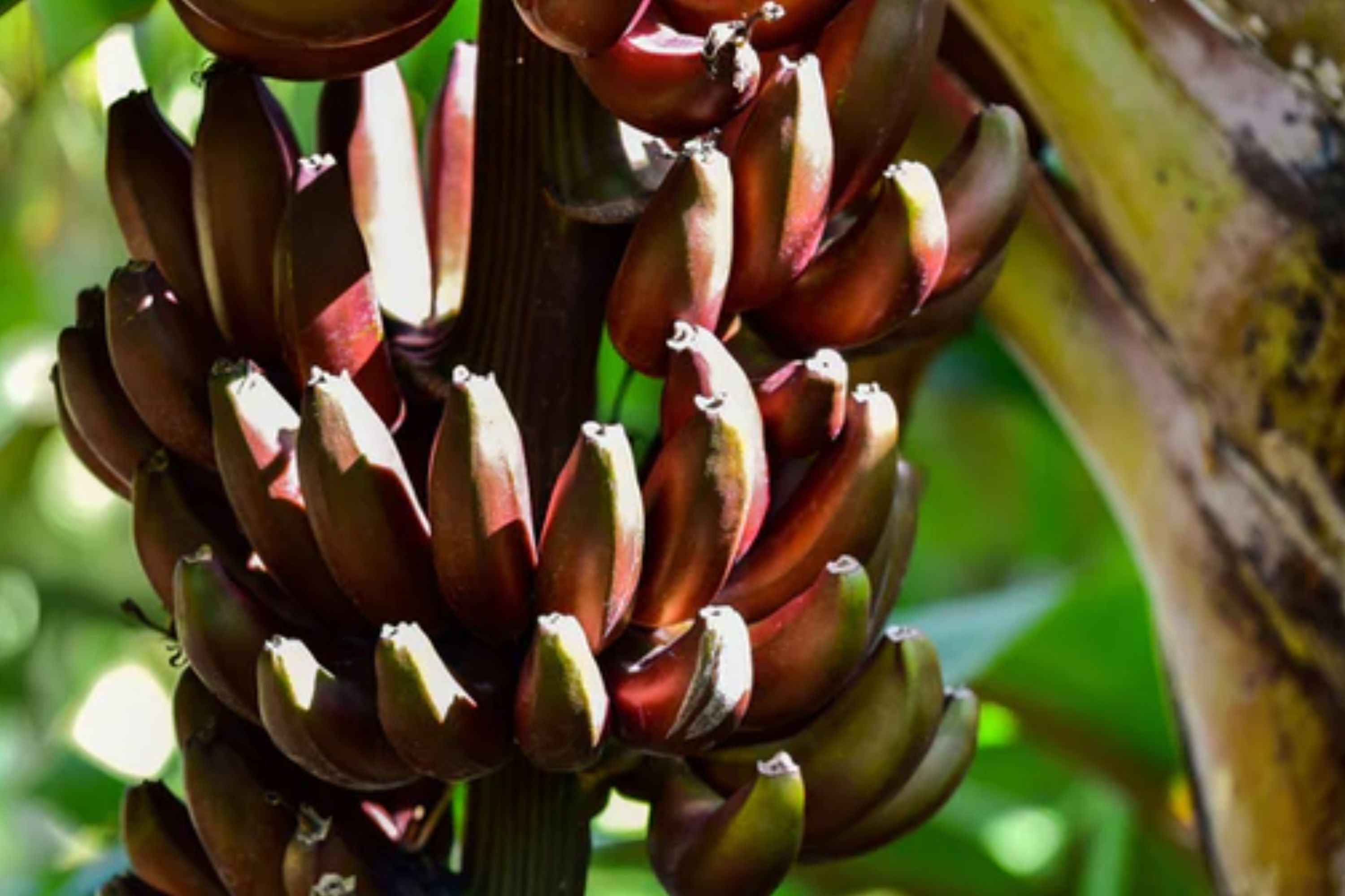 Cuban Red Banana Plant – Red Dacca Banana Tree – Live Tropical Fruit Plant – Sweet Red Banana – Exotic Edible Garden Plant