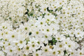 Clematis ‘Early Sensation’ – Evergreen Clematis Vine – Early Spring White Flowers – 1 Gallon Live Plant – Climbing Flowering Vine