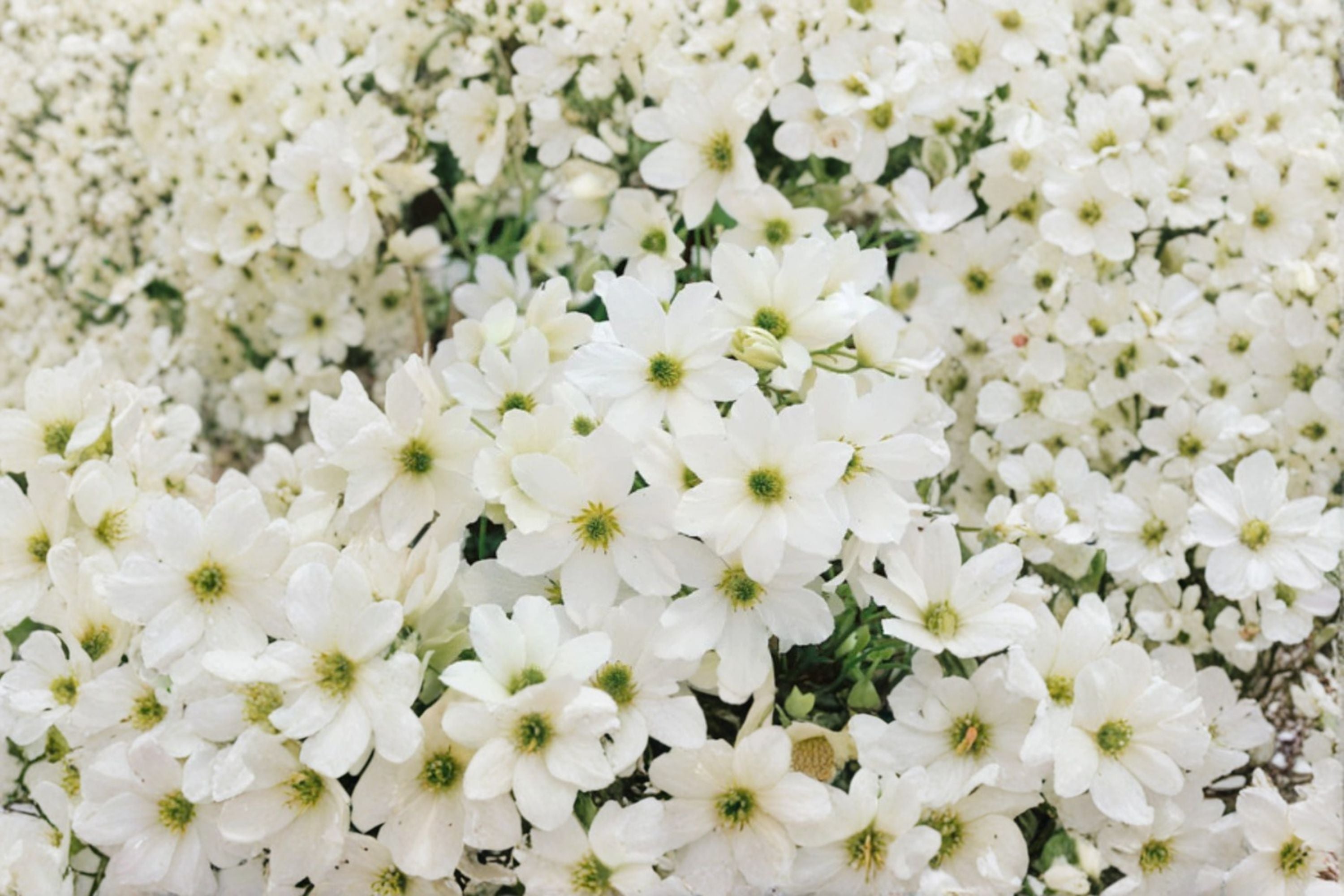 Clematis ‘Early Sensation’ – Evergreen Clematis Vine – Early Spring White Flowers – 1 Gallon Live Plant – Climbing Flowering Vine