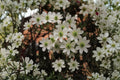 Clematis ‘Early Sensation’ – Evergreen Clematis Vine – Early Spring White Flowers – 1 Gallon Live Plant – Climbing Flowering Vine