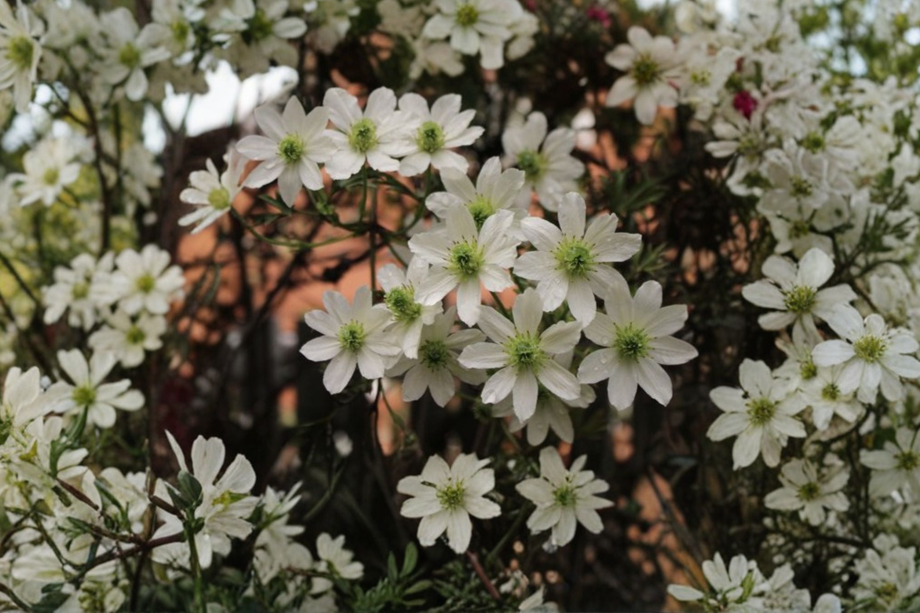Clematis ‘Early Sensation’ – Evergreen Clematis Vine – Early Spring White Flowers – 1 Gallon Live Plant – Climbing Flowering Vine