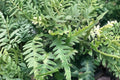 Dragon’s Tail Fern (Asplenium ebenoides) – Rare Hardy Shade Fern – Evergreen Woodland Plant – 3.5” Live Potted Fern