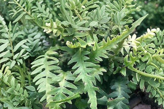Dragon’s Tail Fern (Asplenium ebenoides) – Rare Hardy Shade Fern – Evergreen Woodland Plant – 3.5” Live Potted Fern