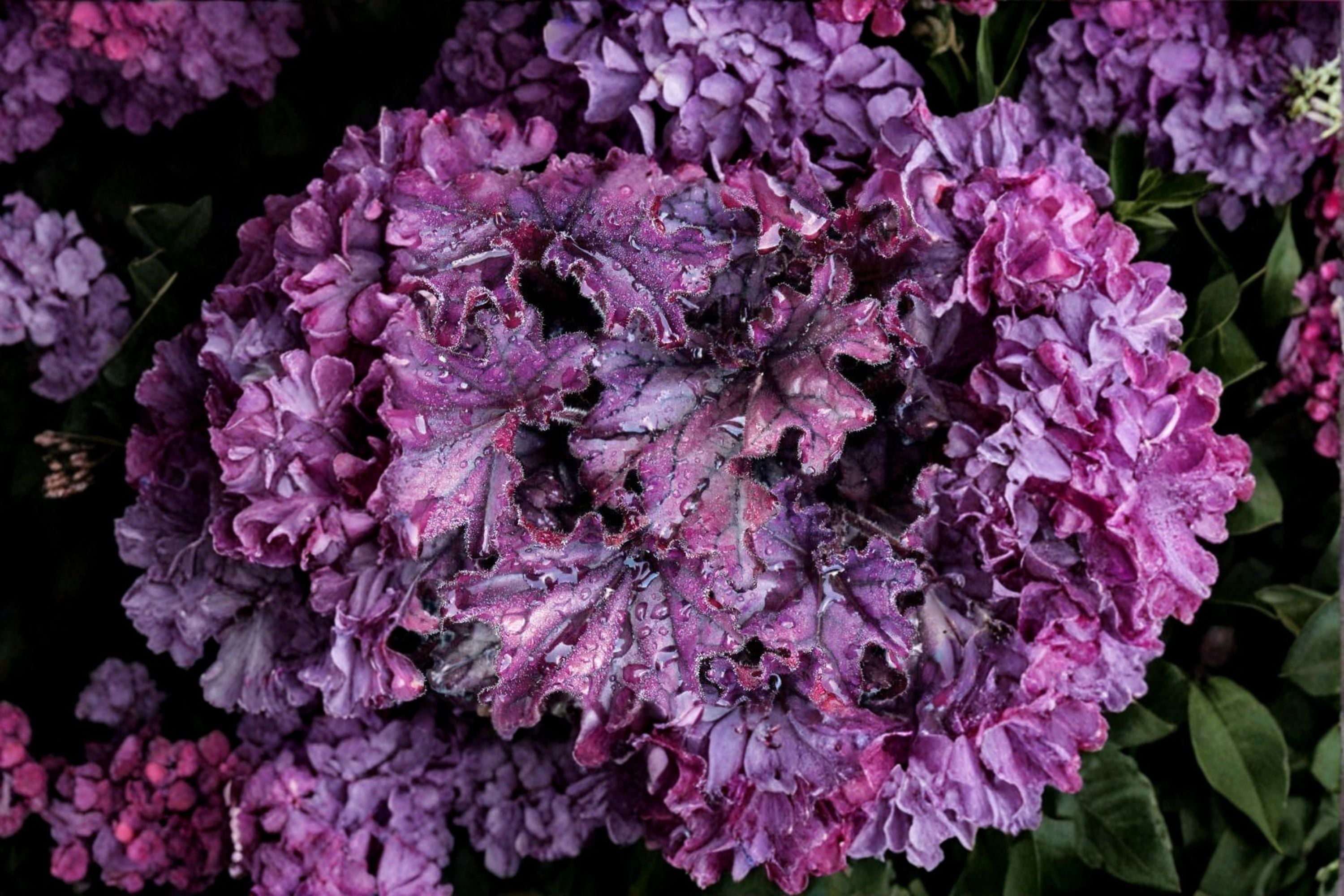 Heuchera ‘Forever Purple’ – Purple Coral Bells – Evergreen Shade Perennial – Live Plant (Plug, 4.5” or 1 Gallon)