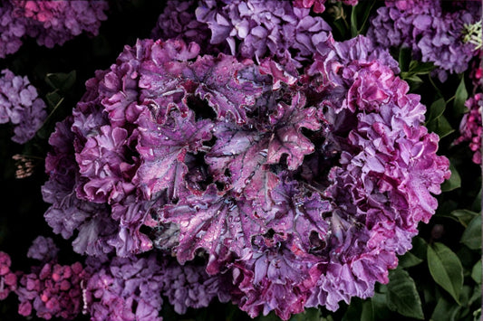 Heuchera ‘Forever Purple’ – Purple Coral Bells – Evergreen Shade Perennial – Live Plant (Plug, 4.5” or 1 Gallon)