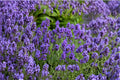 Sweet Romance Lavender Plant – English Lavender Live Plant – Fragrant Purple Herb – Blooms First Year – Culinary & Garden Lavender