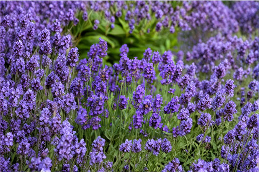 Sweet Romance Lavender Plant – English Lavender Live Plant – Fragrant Purple Herb – Blooms First Year – Culinary & Garden Lavender