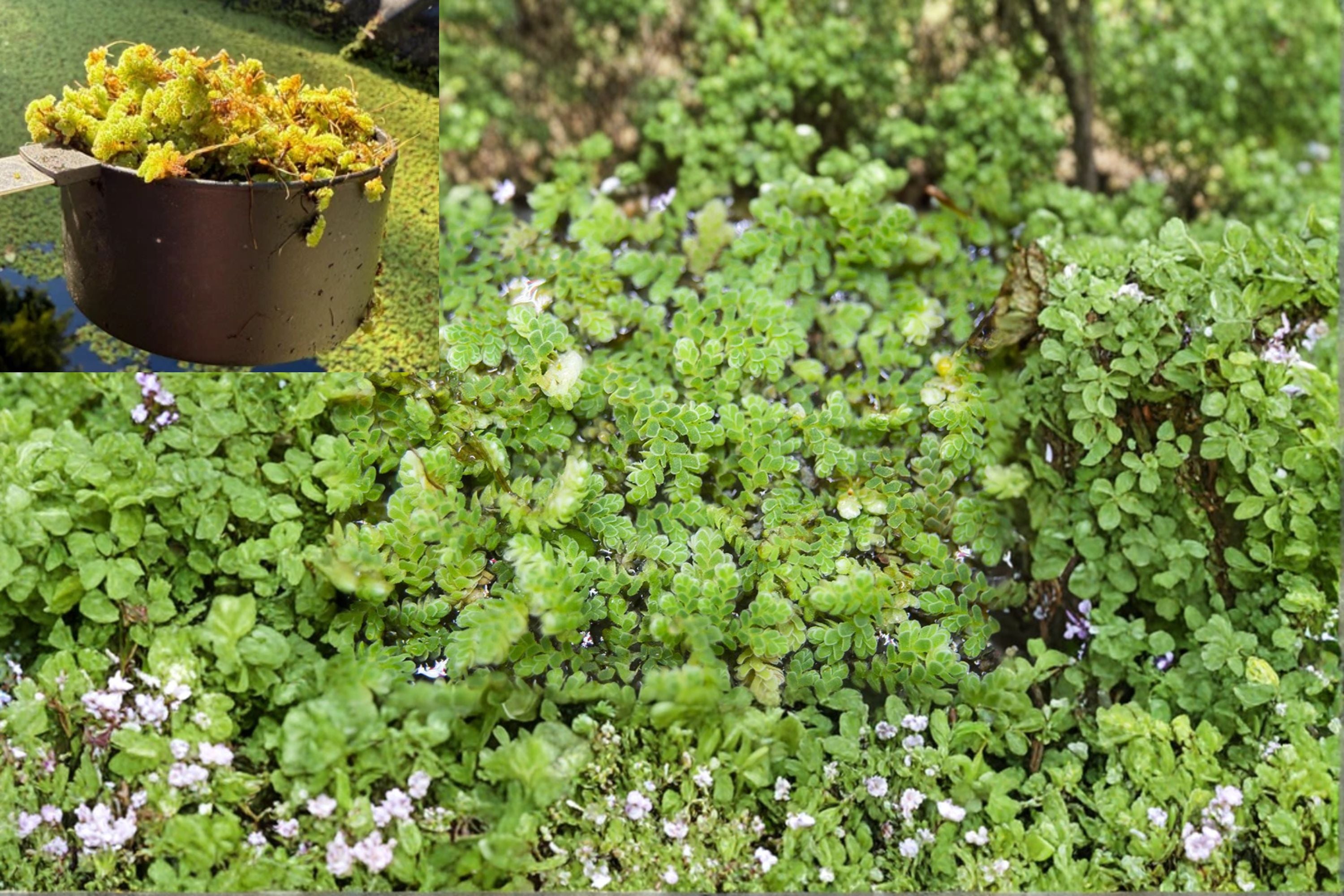Azolla Mosquito Fern (1 Cup) – Live Floating Aquarium & Pond Plant – Water Velvet Fairy Moss – Fast Growing Aquatic Plant – Natural Water Filter