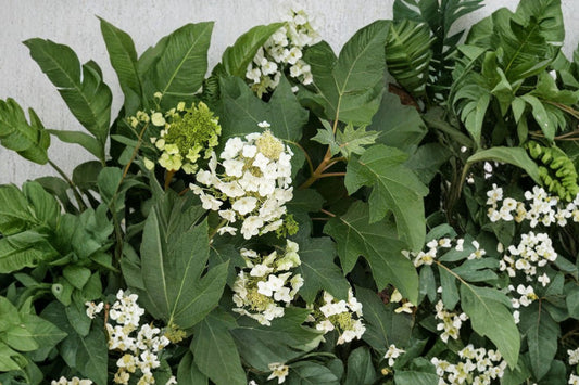 Munchkin Oakleaf Hydrangea – Dwarf Hydrangea Shrub – Hydrangea quercifolia – White to Pink Blooms – Shade Garden Plant – 1 Gallon