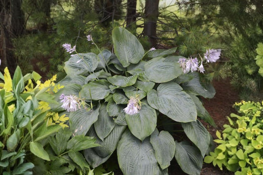 Empress Wu Hosta – Giant Hosta Bareroot – Largest Hosta Variety – Shade Perennial Plant – Proven Winners Plantain Lily