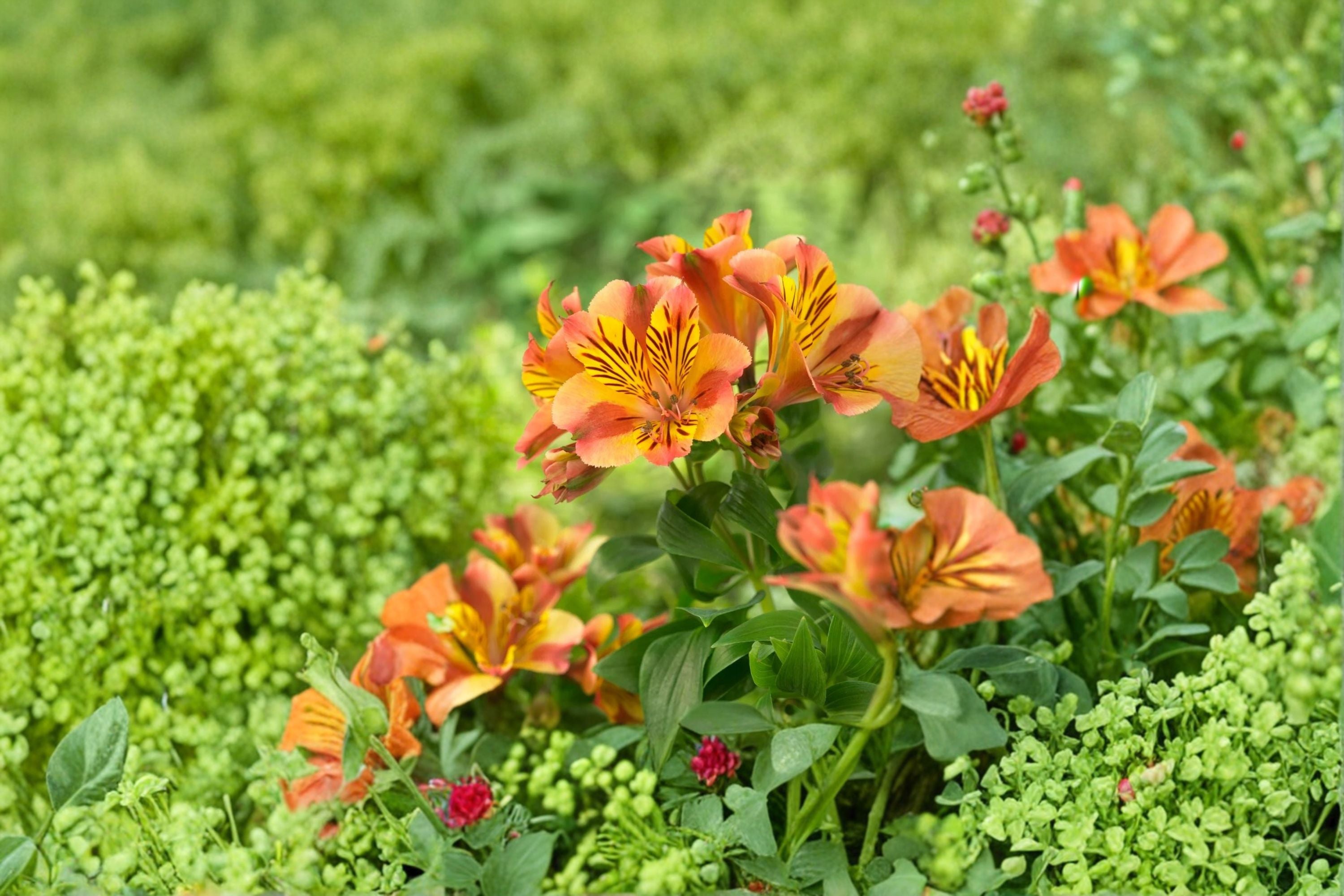 Alstroemeria ‘Princess Diana’ – Peruvian Lily Plant – Dwarf Lily – Long Blooming Flower – 1 Gallon Live Plant – Cut Flower Garden