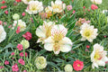 Alstroemeria ‘Colorita Claressa’ – White Peruvian Lily – Dwarf Alstroemeria – Long Blooming Flower – 1 Gallon Live Plant – Cut Flower Garden