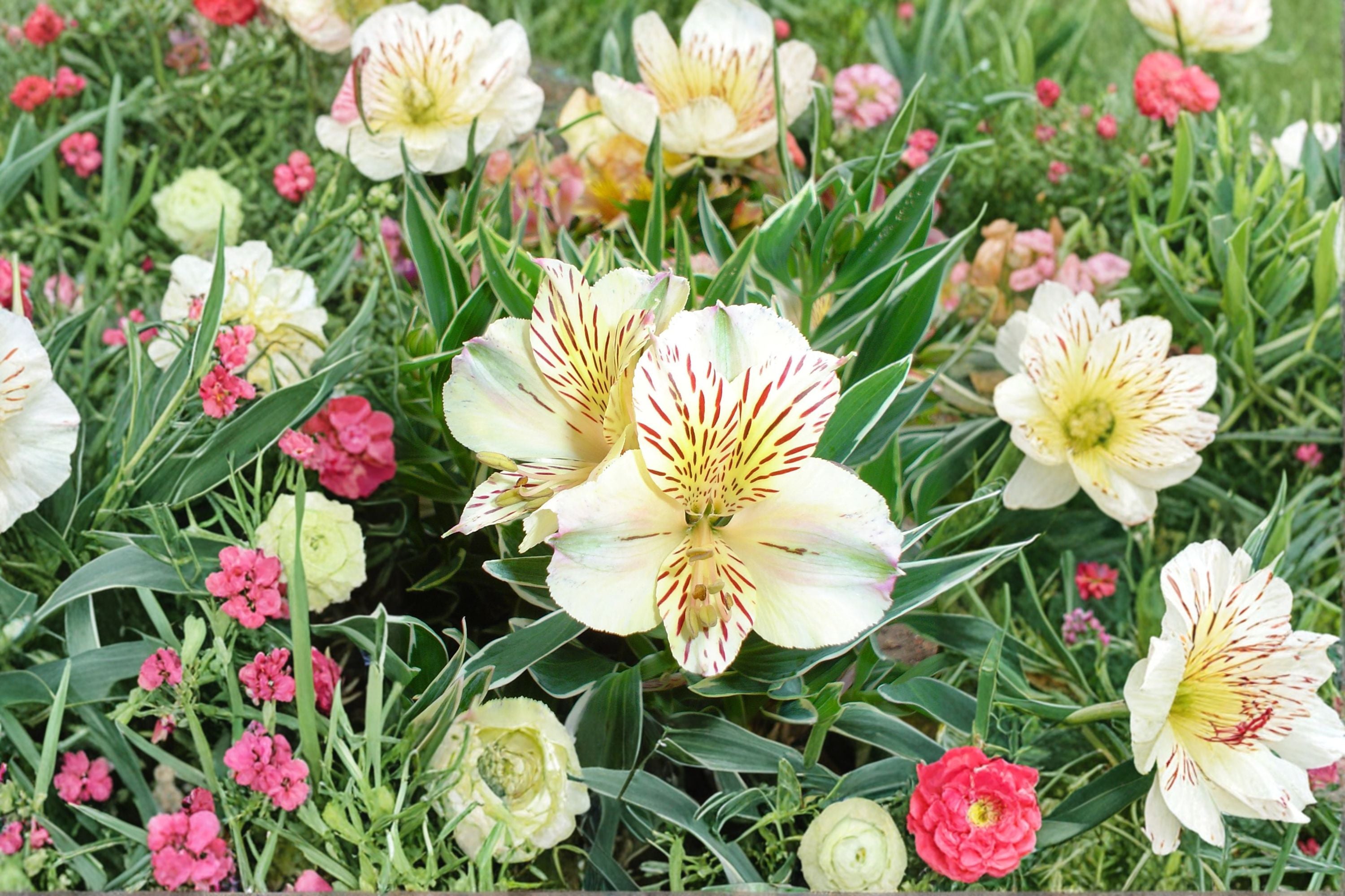 Alstroemeria ‘Colorita Claressa’ – White Peruvian Lily – Dwarf Alstroemeria – Long Blooming Flower – 1 Gallon Live Plant – Cut Flower Garden