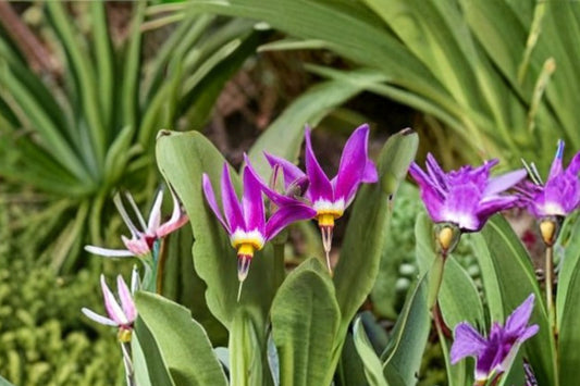 Shooting Star Plant (Dodecatheon pulchellum) – Native Wildflower – Spring Ephemeral Perennial – Shade Garden Plant – Live or Bareroot