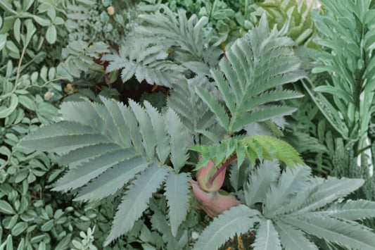 Melianthus ‘Antonow’s Blue’ – Blue Honey Bush – Exotic Evergreen Shrub – Architectural Foliage Plant – Tropical Look Garden Plant