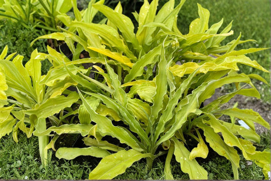 Hosta ‘Curly Fries’ – Mini Yellow Hosta – Ruffled Leaf Plantain Lily – Shade Perennial – Bareroot or Potted Hosta
