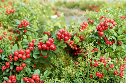 Lingonberry Plant ‘Red Candy’ – Edible Berry Plant – Vaccinium vitis-idaea – Evergreen Ground Cover – Cold Hardy Fruit Plant – 4.5” Pot