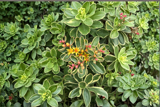 Variegated Sedum ‘Kamtschaticum’ – Stonecrop Ground Cover – Drought Tolerant Succulent – Yellow Flower Sedum – 3.5” Pot