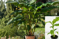 Musa Basjoo Banana Plant – Cold Hardy Banana Tree (Zone 5) – Live Rooted Plant – Tropical Outdoor Plant – Fast Growing Garden Banana