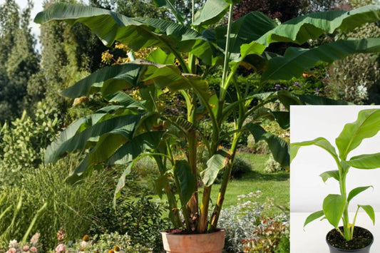 Musa Basjoo Banana Plant – Cold Hardy Banana Tree (Zone 5) – Live Rooted Plant – Tropical Outdoor Plant – Fast Growing Garden Banana