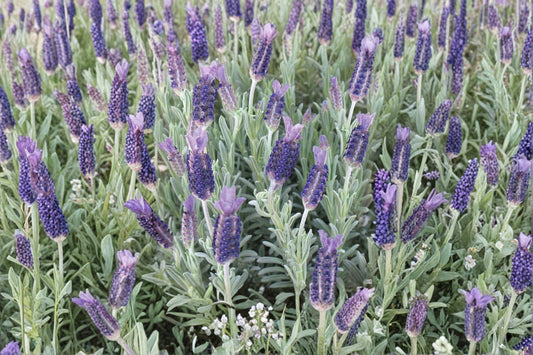 White Spanish Lavender ‘Anouk’ – Rabbit Ears Lavender – Lavandula stoechas – Fragrant Live Plant – 1 Gallon Pot