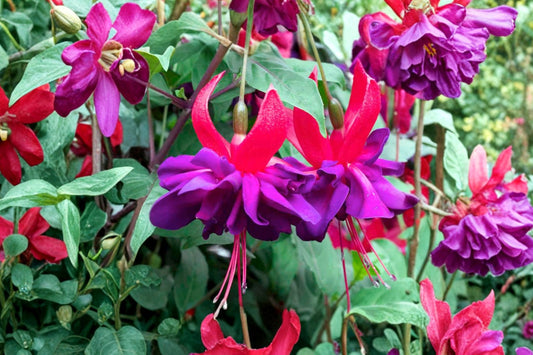 Fuchsia ‘Double Otto’ – Hardy Fuchsia Plant – Double Purple Red Flowers – Hummingbird Plant – 1 Gallon Live Plant