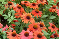 Echinacea ‘PRIMA Saffron’ – Yellow Coneflower – Compact Pollinator Perennial – Dwarf Echinacea – 4.5” Live Plant